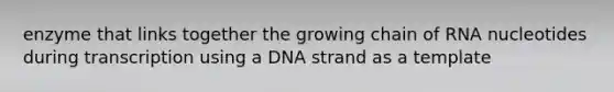 enzyme that links together the growing chain of RNA nucleotides during transcription using a DNA strand as a template