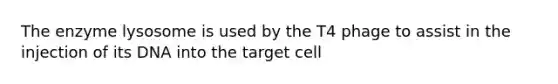 The enzyme lysosome is used by the T4 phage to assist in the injection of its DNA into the target cell