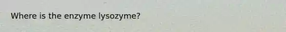 Where is the enzyme lysozyme?