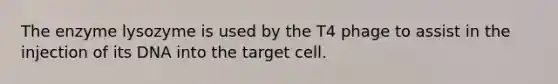 The enzyme lysozyme is used by the T4 phage to assist in the injection of its DNA into the target cell.