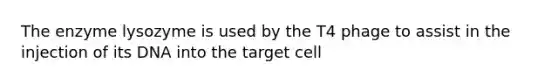 The enzyme lysozyme is used by the T4 phage to assist in the injection of its DNA into the target cell