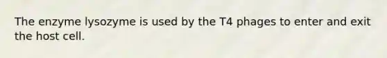 The enzyme lysozyme is used by the T4 phages to enter and exit the host cell.