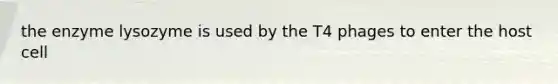 the enzyme lysozyme is used by the T4 phages to enter the host cell