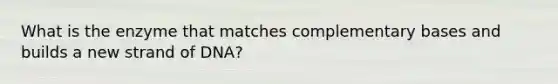 What is the enzyme that matches complementary bases and builds a new strand of DNA?