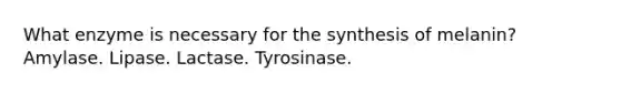 What enzyme is necessary for the synthesis of melanin? Amylase. Lipase. Lactase. Tyrosinase.