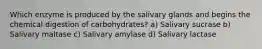 Which enzyme is produced by the salivary glands and begins the chemical digestion of carbohydrates? a) Salivary sucrase b) Salivary maltase c) Salivary amylase d) Salivary lactase