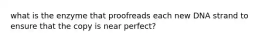 what is the enzyme that proofreads each new DNA strand to ensure that the copy is near perfect?