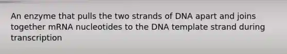 An enzyme that pulls the two strands of DNA apart and joins together mRNA nucleotides to the DNA template strand during transcription