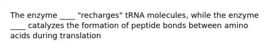 The enzyme ____ "recharges" tRNA molecules, while the enzyme ____ catalyzes the formation of peptide bonds between amino acids during translation