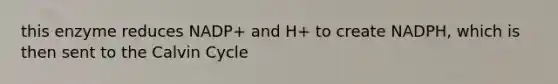 this enzyme reduces NADP+ and H+ to create NADPH, which is then sent to the Calvin Cycle