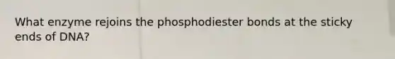 What enzyme rejoins the phosphodiester bonds at the sticky ends of DNA?