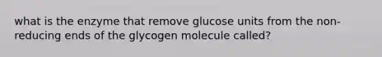 what is the enzyme that remove glucose units from the non-reducing ends of the glycogen molecule called?