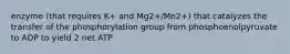 enzyme (that requires K+ and Mg2+/Mn2+) that catalyzes the transfer of the phosphorylation group from phosphoenolpyruvate to ADP to yield 2 net ATP