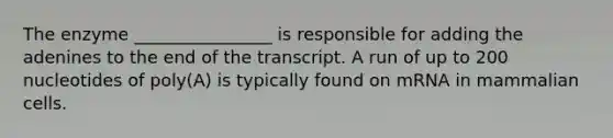 The enzyme ________________ is responsible for adding the adenines to the end of the transcript. A run of up to 200 nucleotides of poly(A) is typically found on mRNA in mammalian cells.