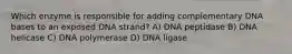 Which enzyme is responsible for adding complementary DNA bases to an exposed DNA strand? A) DNA peptidase B) DNA helicase C) DNA polymerase D) DNA ligase