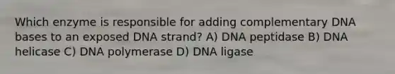 Which enzyme is responsible for adding complementary DNA bases to an exposed DNA strand? A) DNA peptidase B) DNA helicase C) DNA polymerase D) DNA ligase