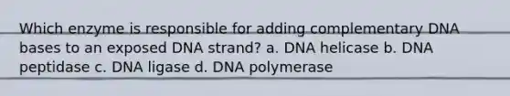 Which enzyme is responsible for adding complementary DNA bases to an exposed DNA strand? a. DNA helicase b. DNA peptidase c. DNA ligase d. DNA polymerase