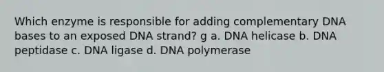 Which enzyme is responsible for adding complementary DNA bases to an exposed DNA strand? g a. DNA helicase b. DNA peptidase c. DNA ligase d. DNA polymerase