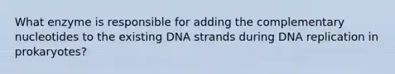 What enzyme is responsible for adding the complementary nucleotides to the existing DNA strands during DNA replication in prokaryotes?