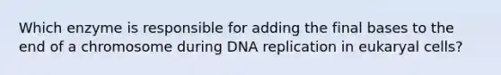 Which enzyme is responsible for adding the final bases to the end of a chromosome during DNA replication in eukaryal cells?