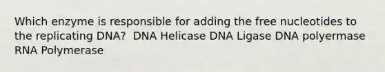 Which enzyme is responsible for adding the free nucleotides to the replicating DNA? ​ DNA Helicase DNA Ligase DNA polyermase RNA Polymerase