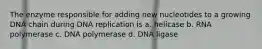 The enzyme responsible for adding new nucleotides to a growing DNA chain during DNA replication is a. helicase b. RNA polymerase c. DNA polymerase d. DNA ligase