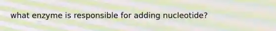 what enzyme is responsible for adding nucleotide?
