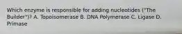 Which enzyme is responsible for adding nucleotides ("The Builder")? A. Topoisomerase B. DNA Polymerase C. Ligase D. Primase