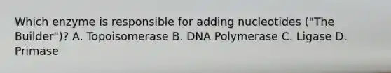 Which enzyme is responsible for adding nucleotides ("The Builder")? A. Topoisomerase B. DNA Polymerase C. Ligase D. Primase