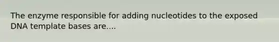 The enzyme responsible for adding nucleotides to the exposed DNA template bases are....