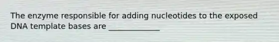 The enzyme responsible for adding nucleotides to the exposed DNA template bases are _____________