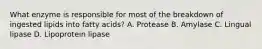 What enzyme is responsible for most of the breakdown of ingested lipids into fatty acids? A. Protease B. Amylase C. Lingual lipase D. Lipoprotein lipase
