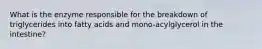 What is the enzyme responsible for the breakdown of triglycerides into fatty acids and mono-acylglycerol in the intestine?