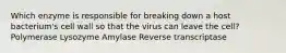 Which enzyme is responsible for breaking down a host bacterium's cell wall so that the virus can leave the cell? Polymerase Lysozyme Amylase Reverse transcriptase