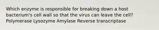 Which enzyme is responsible for breaking down a host bacterium's cell wall so that the virus can leave the cell? Polymerase Lysozyme Amylase Reverse transcriptase