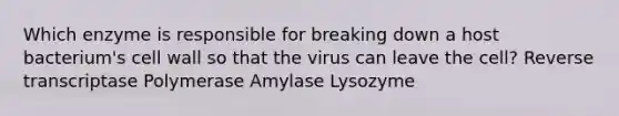 Which enzyme is responsible for breaking down a host bacterium's cell wall so that the virus can leave the cell? Reverse transcriptase Polymerase Amylase Lysozyme