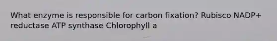 What enzyme is responsible for carbon fixation? Rubisco NADP+ reductase ATP synthase Chlorophyll a