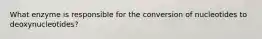 What enzyme is responsible for the conversion of nucleotides to deoxynucleotides?