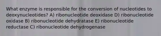 What enzyme is responsible for the conversion of nucleotides to deoxynucleotides? A) ribonucleotide deoxidase D) ribonucleotide oxidase B) ribonucleotide dehydratase E) ribonucleotide reductase C) ribonucleotide dehydrogenase