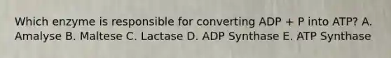 Which enzyme is responsible for converting ADP + P into ATP? A. Amalyse B. Maltese C. Lactase D. ADP Synthase E. ATP Synthase