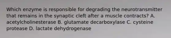 Which enzyme is responsible for degrading the neurotransmitter that remains in the synaptic cleft after a muscle contracts? A. acetylcholinesterase B. glutamate decarboxylase C. cysteine protease D. lactate dehydrogenase