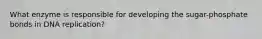 What enzyme is responsible for developing the sugar-phosphate bonds in DNA replication?