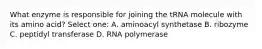 What enzyme is responsible for joining the tRNA molecule with its amino acid? Select one: A. aminoacyl synthetase B. ribozyme C. peptidyl transferase D. RNA polymerase