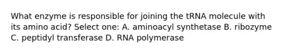 What enzyme is responsible for joining the tRNA molecule with its amino acid? Select one: A. aminoacyl synthetase B. ribozyme C. peptidyl transferase D. RNA polymerase