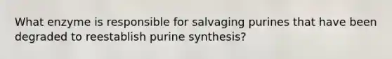 What enzyme is responsible for salvaging purines that have been degraded to reestablish purine synthesis?