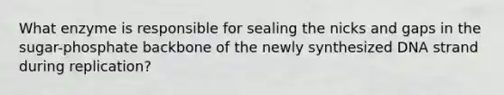 What enzyme is responsible for sealing the nicks and gaps in the sugar-phosphate backbone of the newly synthesized DNA strand during replication?