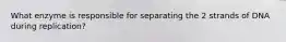What enzyme is responsible for separating the 2 strands of DNA during replication?