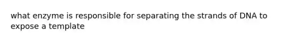 what enzyme is responsible for separating the strands of DNA to expose a template