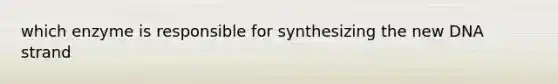 which enzyme is responsible for synthesizing the new DNA strand