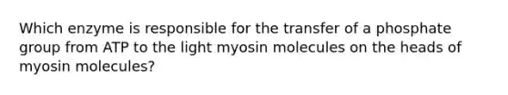 Which enzyme is responsible for the transfer of a phosphate group from ATP to the light myosin molecules on the heads of myosin molecules?